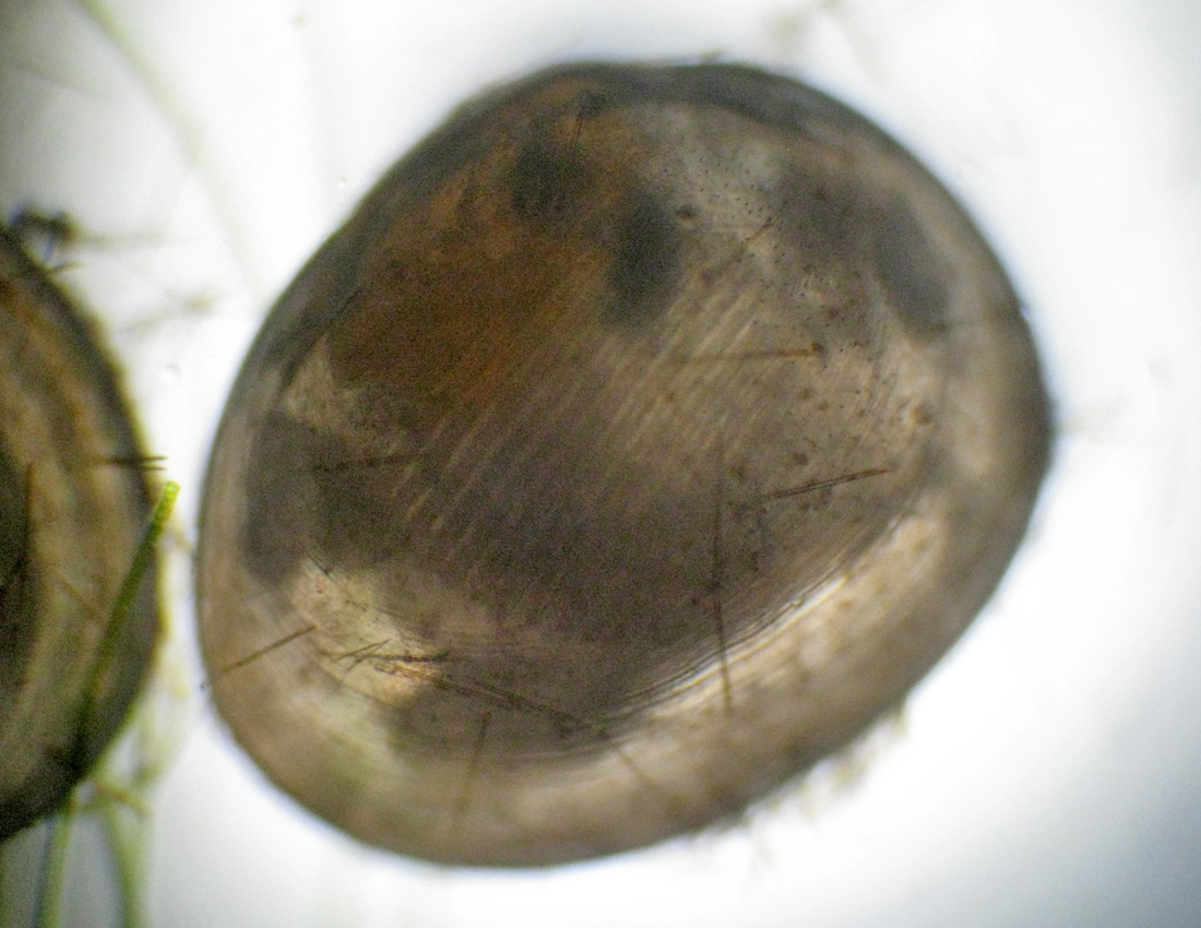 Piccolo bivalve in una fontana